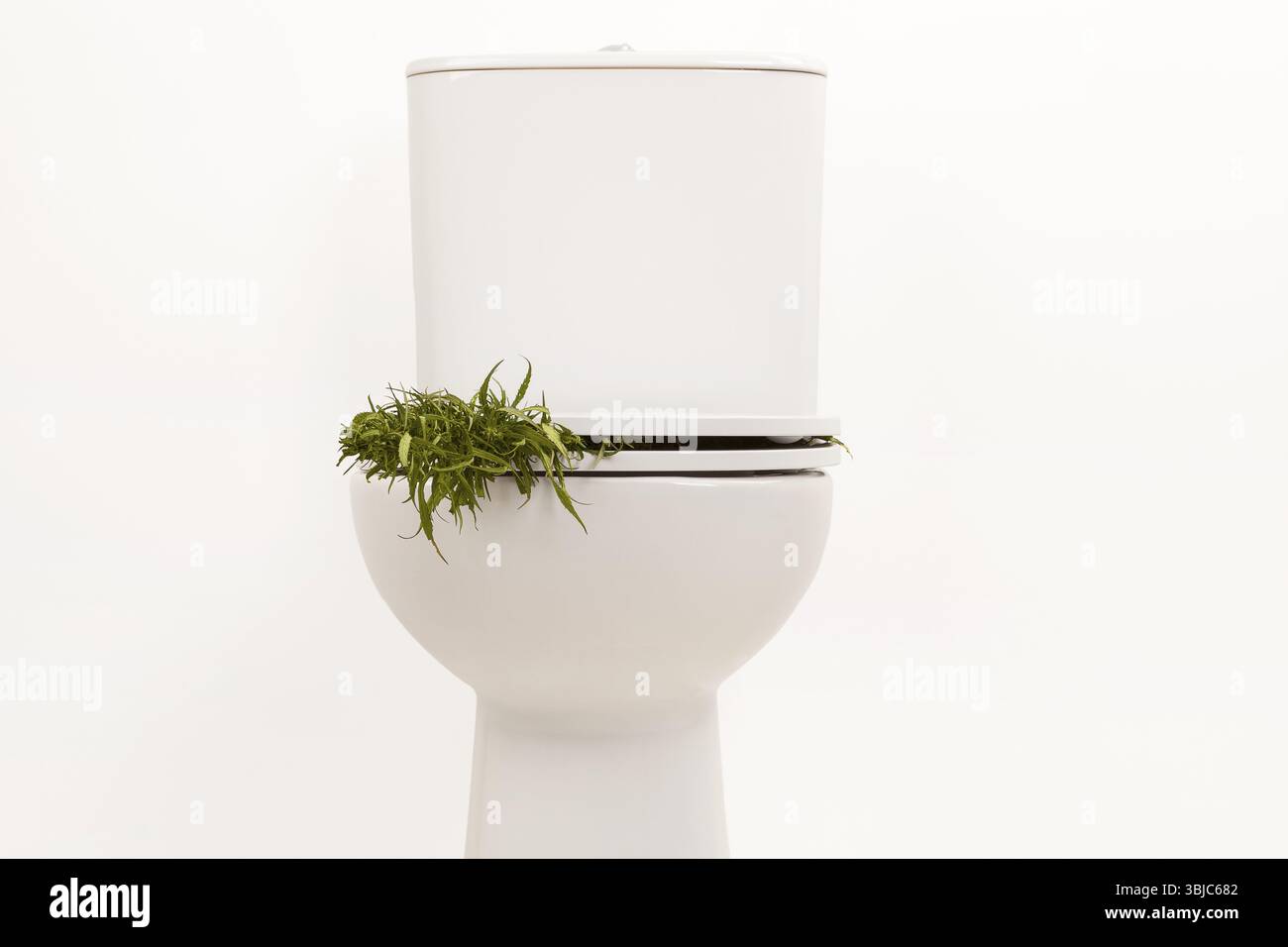 Marijuana plant in the toilet. Quit smoking marijuana concept. Weed