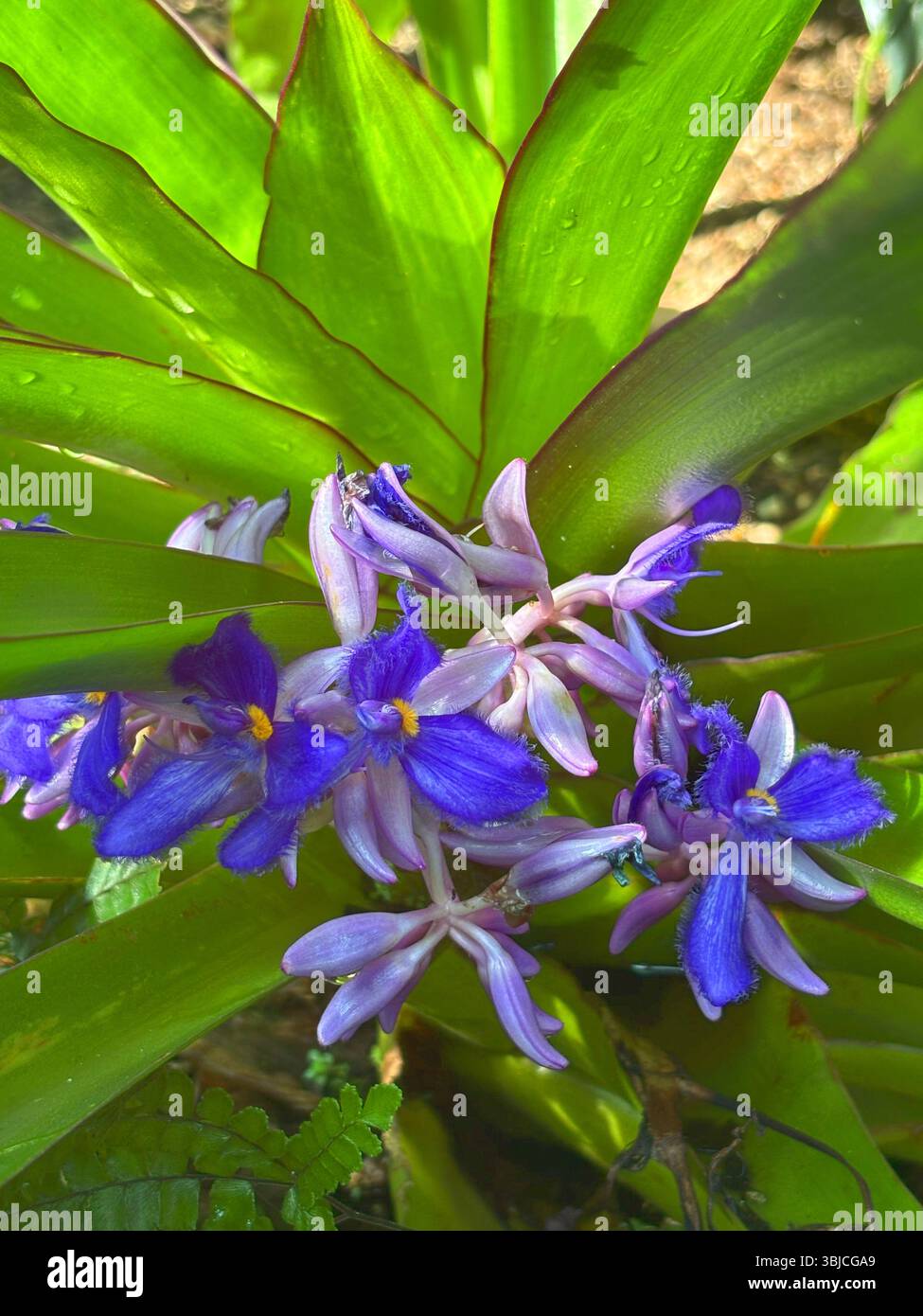 Highly fragrant flowering Cochliostema odoratissimum (Commelinaceae), from tropical Central and South America - Smartphone Captured Stock Image