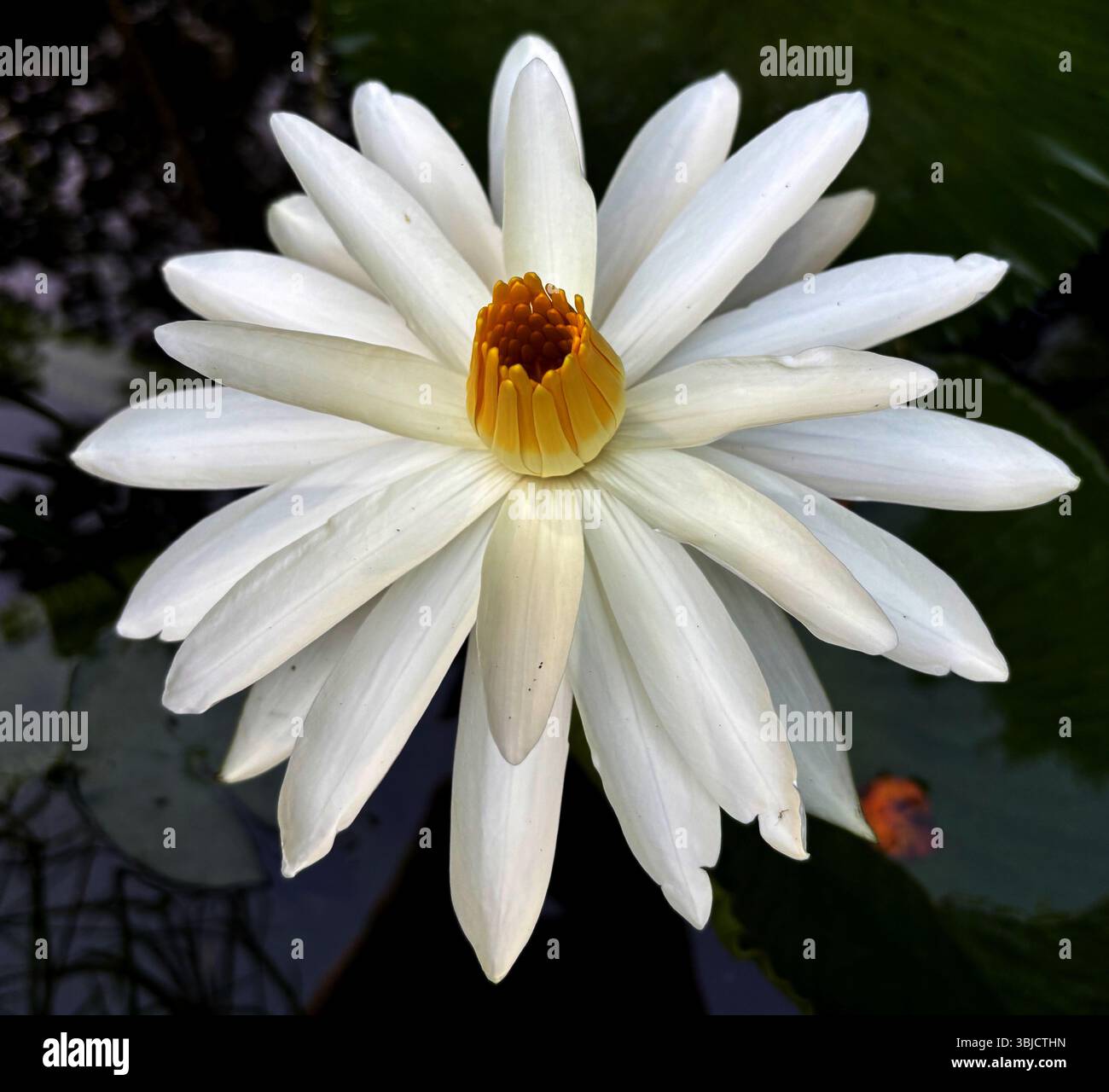 White waterlily flower - Smartphone Captured Stock Image