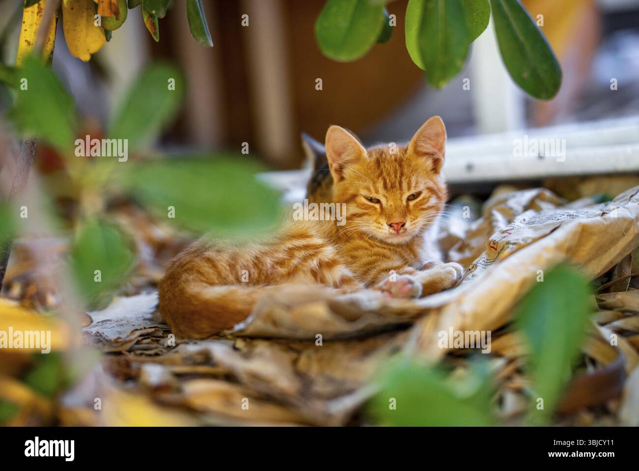 Niedliche kleine rote Kaetzchen, die sich im Gebuesch ausruhen Stock Photo
