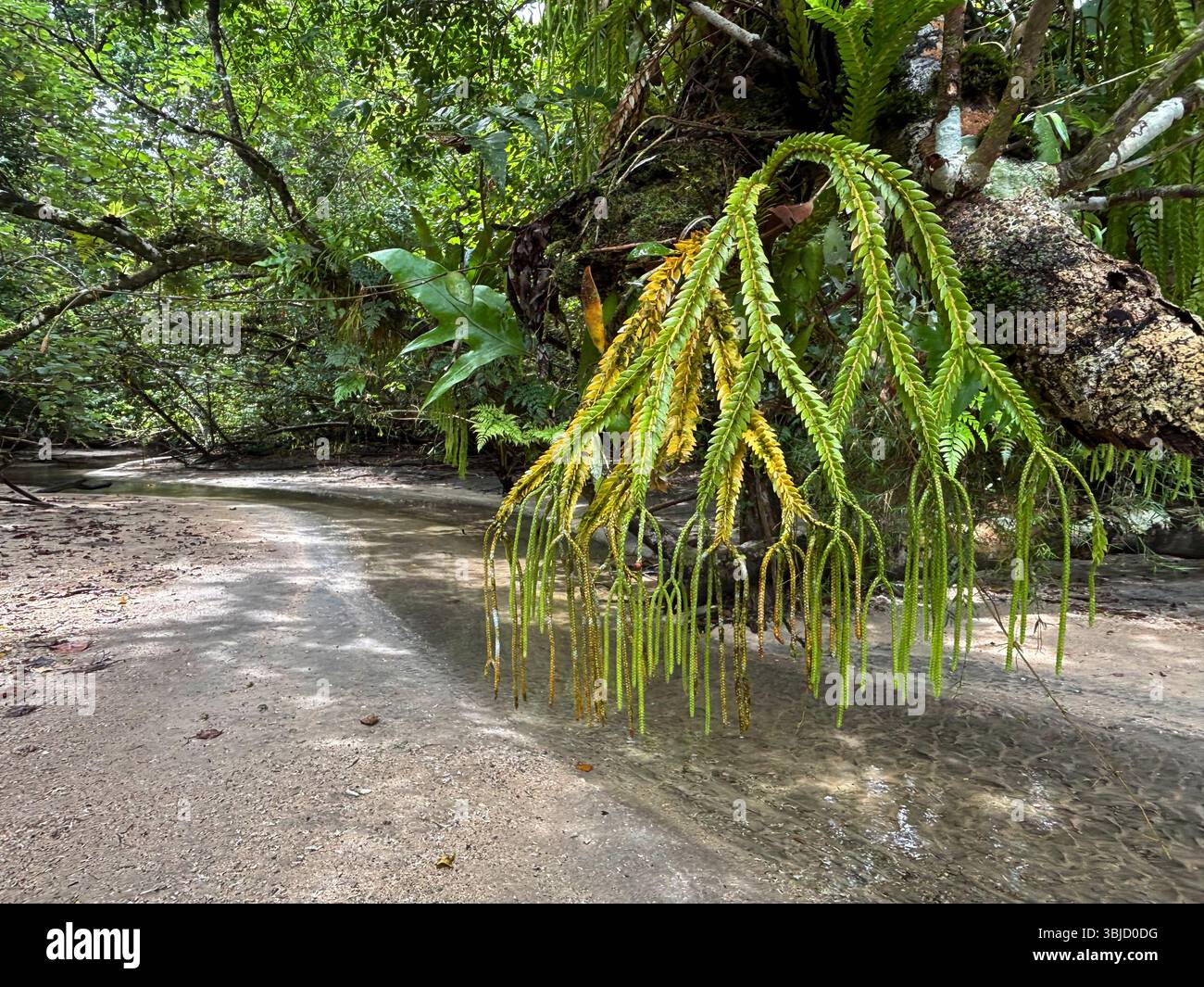 Primitive tassel fern (Phlegmariurus sp?)  growing on branch where creek crosses beach, Tetepare Island, Western Province, Solomon Islands - Smartphone Captured Stock Image
