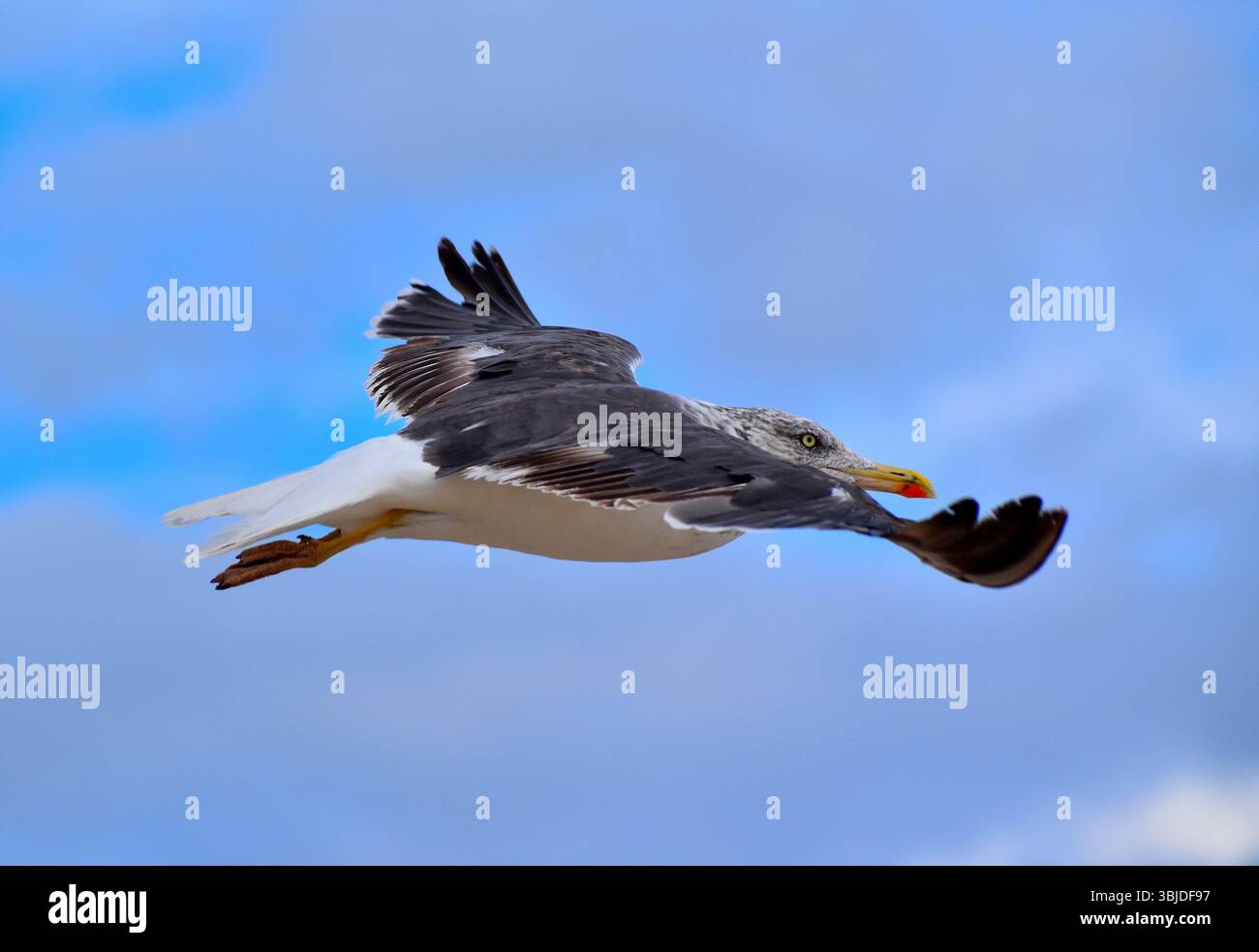 Seagull on the Tenerife Island ,Spain Stock Photo
