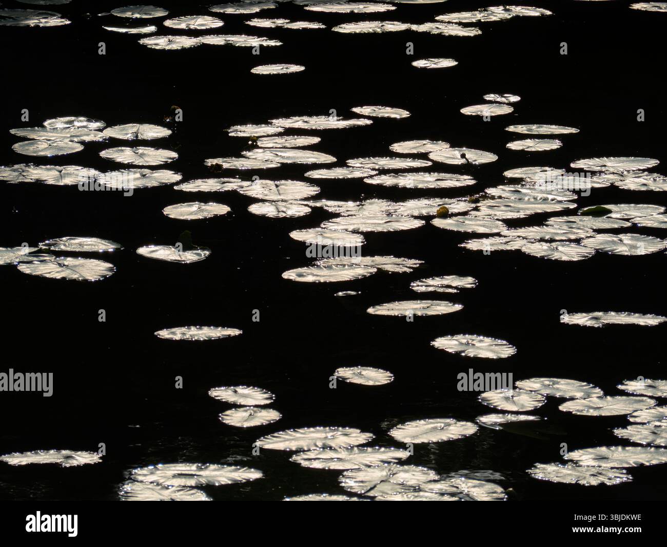 A profusion of lily pads under a bridge. A strangely beautiful image of ...