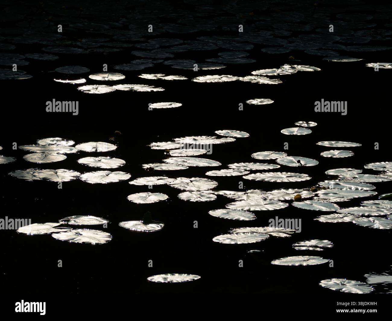 A profusion of lily pads under a bridge. A strangely beautiful image of ...