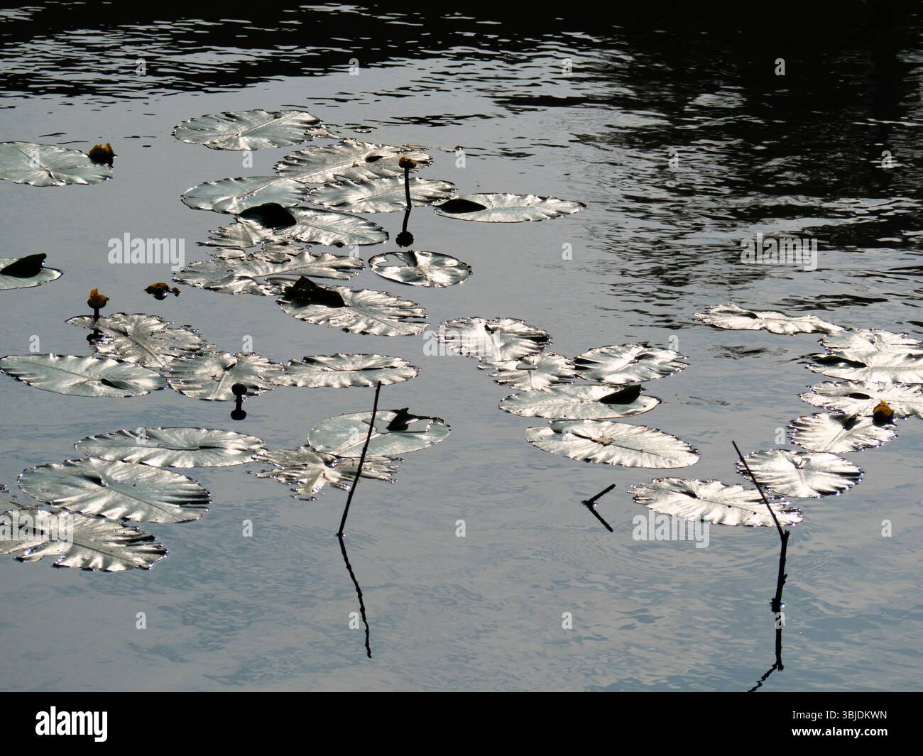 A profusion of lily pads under a bridge. A strangely beautiful image of ...