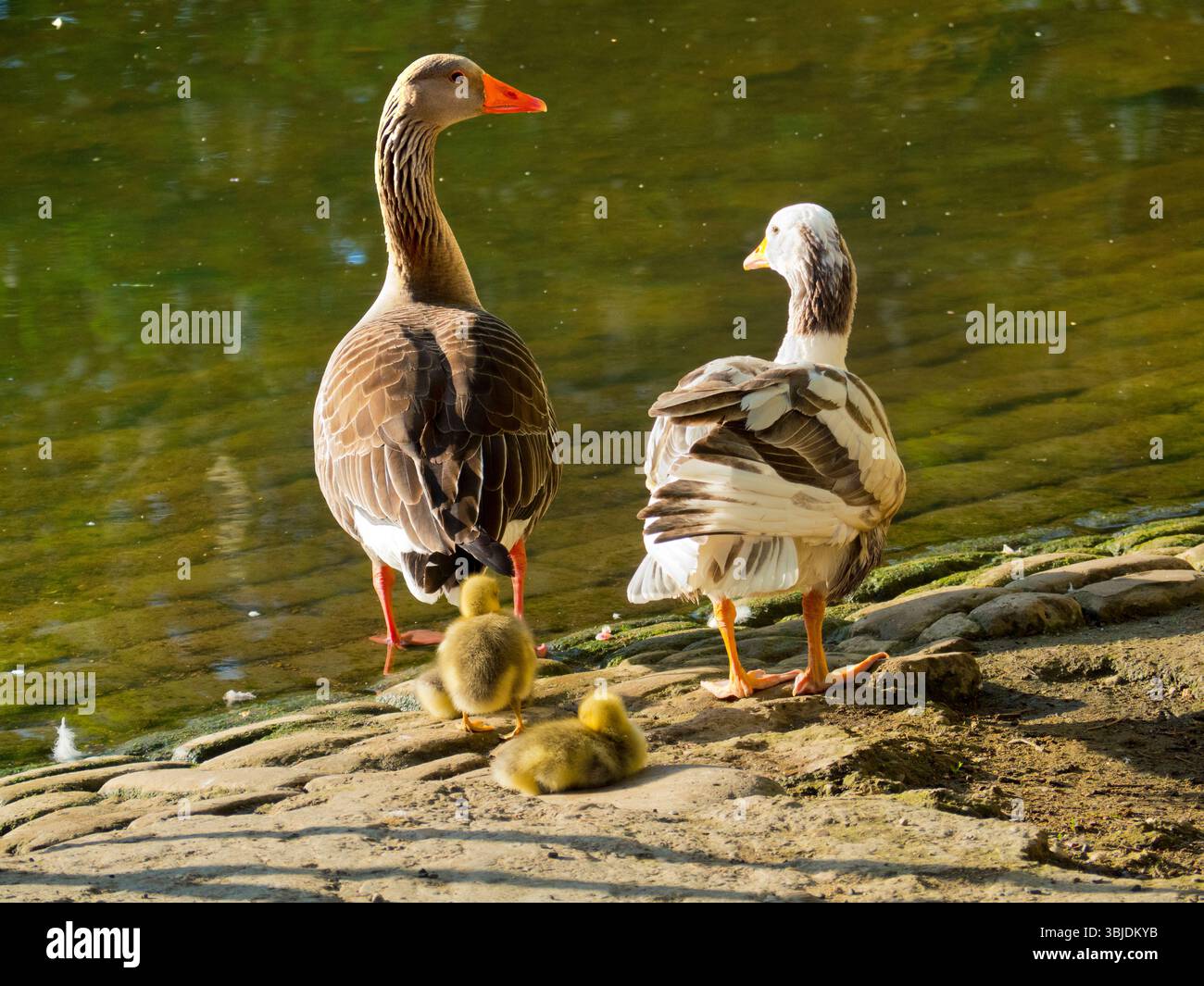 Greylag geese and goslings by the Thames at Abingdon. Geese used to be ...