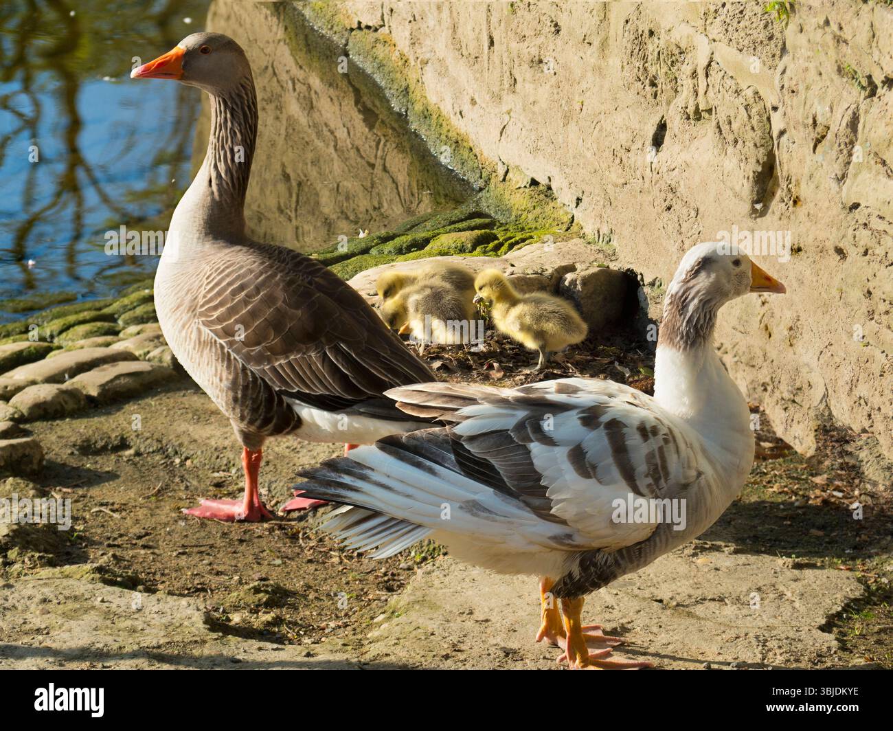 Greylag geese and goslings by the Thames at Abingdon. Geese used to be ...
