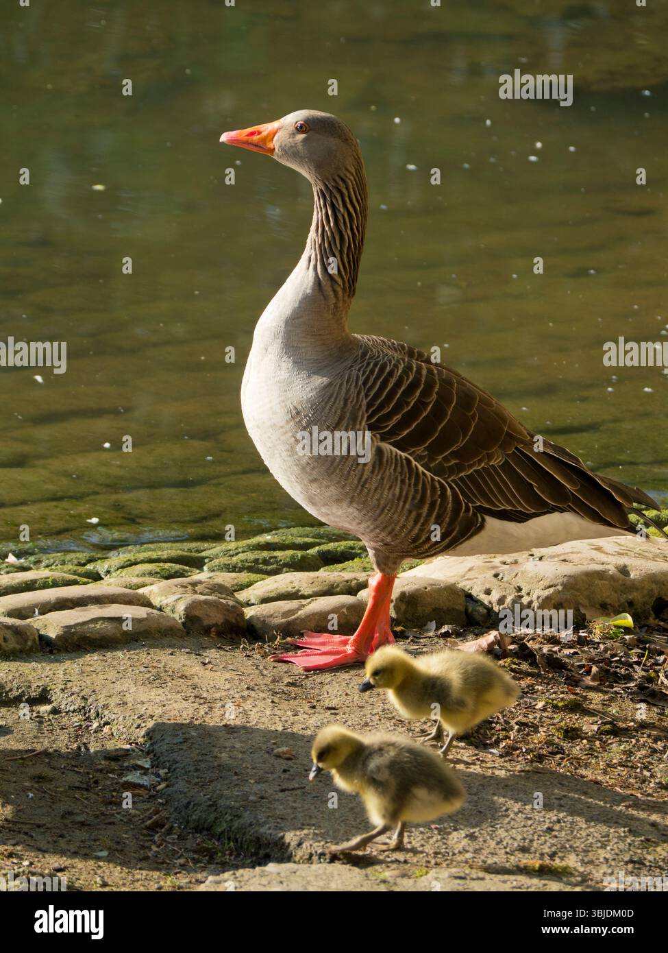 Greylag geese and goslings by the Thames at Abingdon. Geese used to be ...