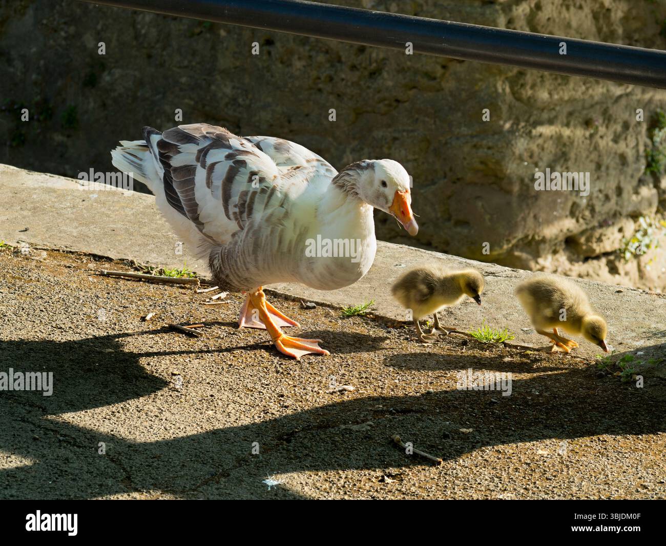 Greylag geese and goslings by the Thames at Abingdon. Geese used to be ...