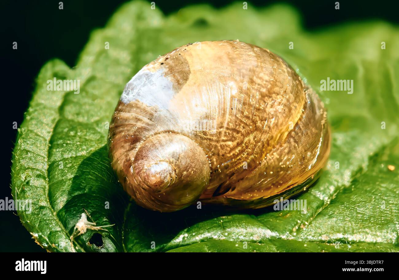 Snail shell resting on a green leaf Stock Photo