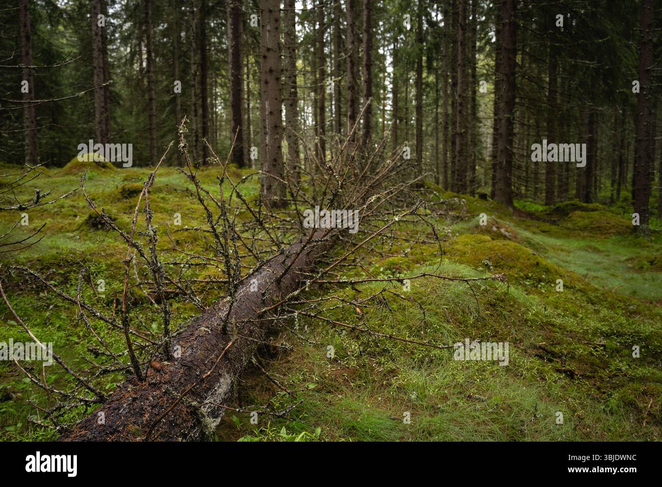 Fallen tree in a Finnish pine forest. Stock Photo