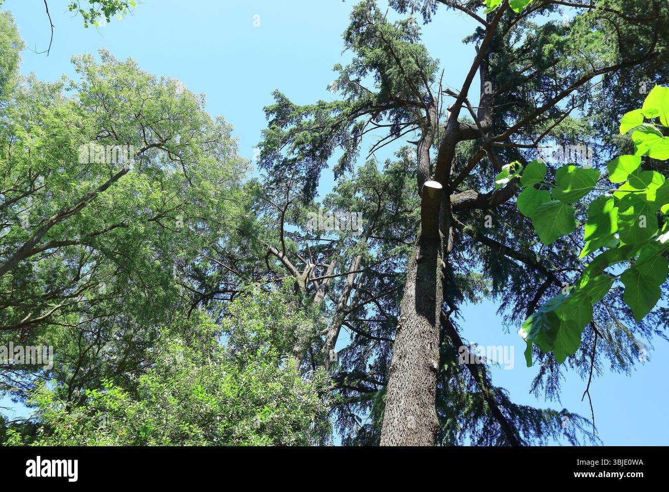 A view of the tall evergreen trees under a clear blue sky Stock Photo