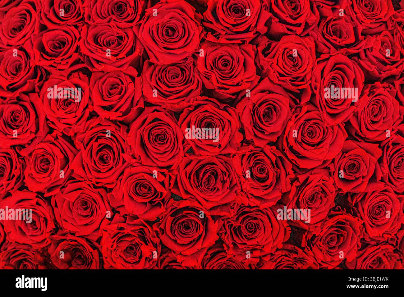 Wallpaper roses hi-res stock photography and images - Alamy