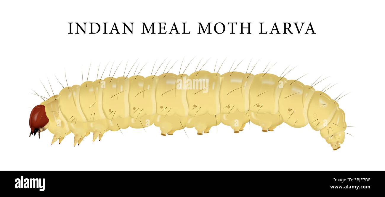 Vaal Mutta Insect Illustration of Indian mealmoth larva Stock Photo - Alamy