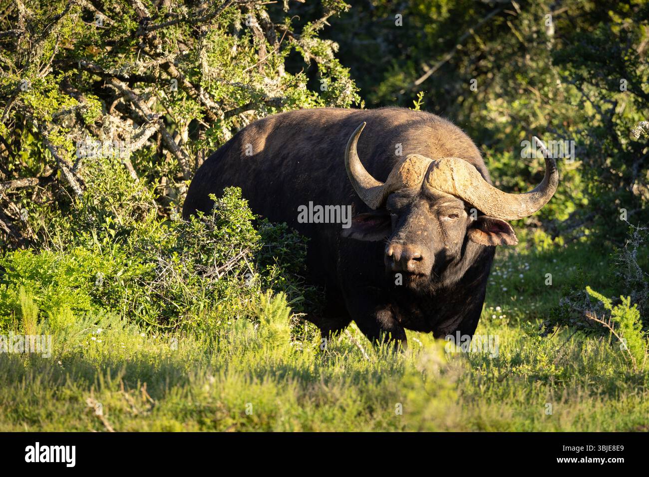 Addo elephant national park buffalo bull portrait hi-res stock ...