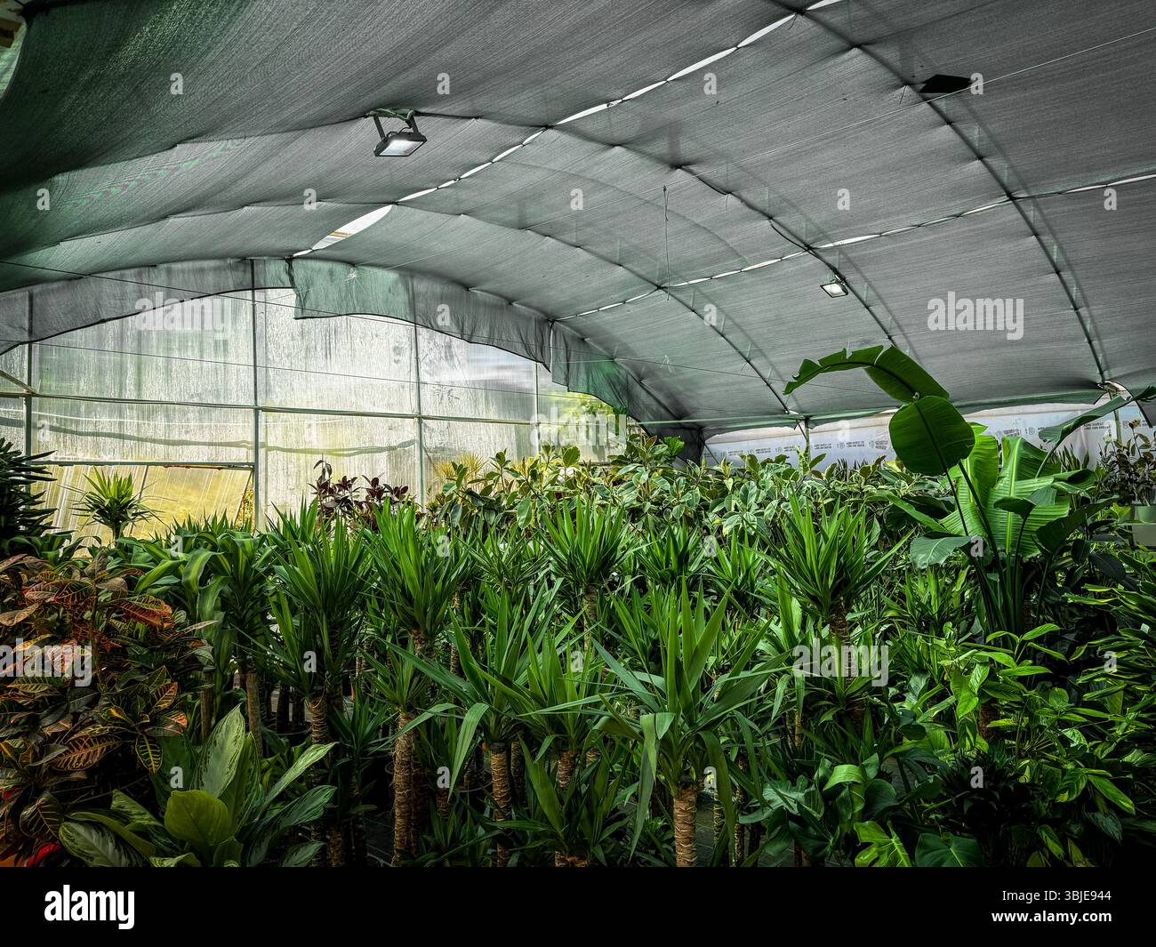 Lush tropical plants grow densely in a shaded greenhouse with clear ...