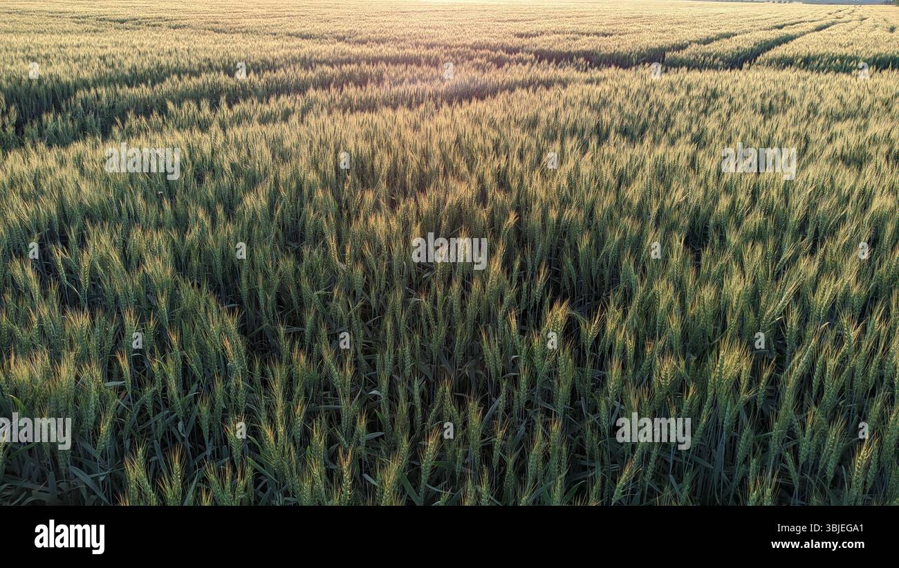 A tranquil, serene view of expansive wheat fields basking in the warm ...