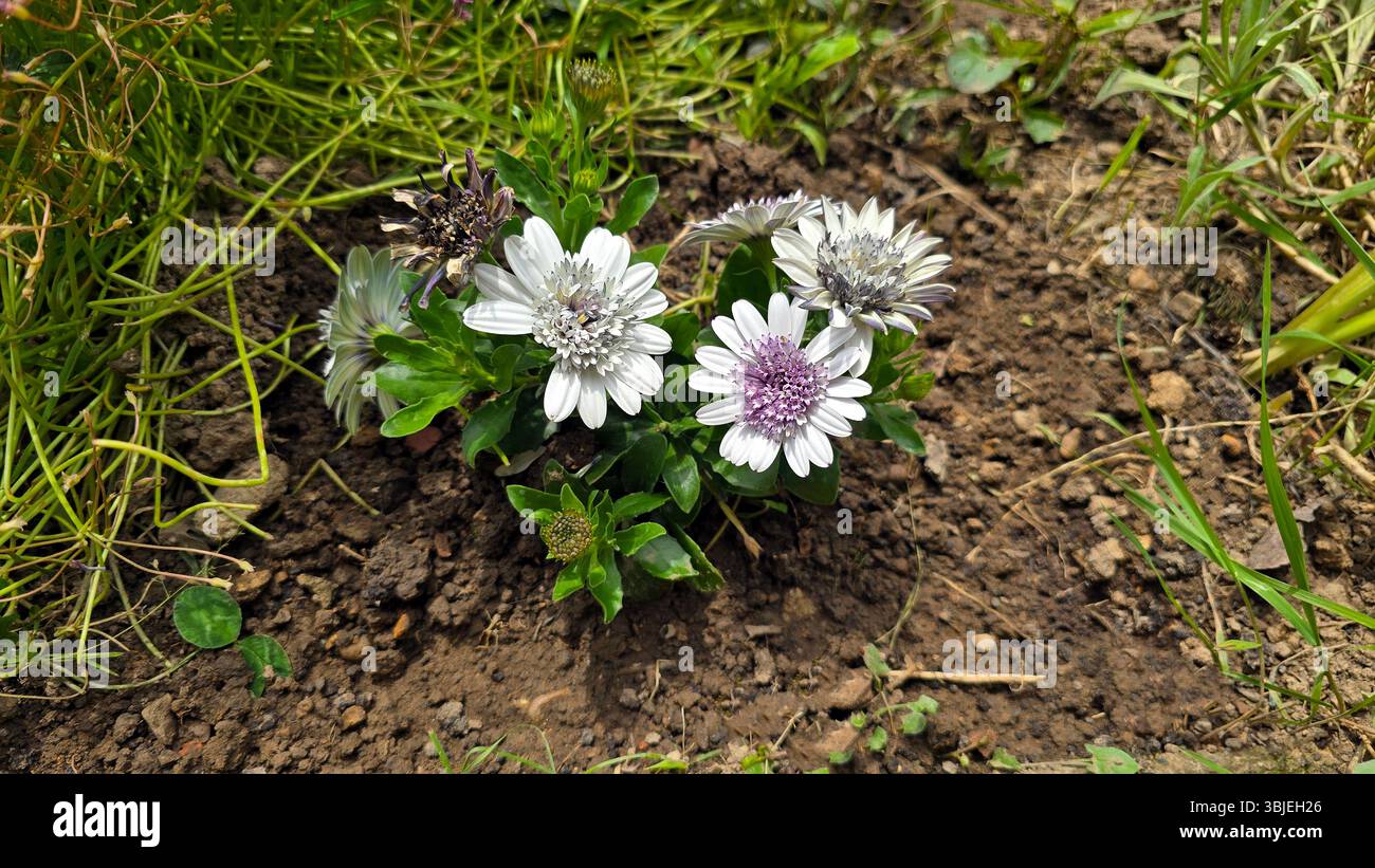 White African daisy Osteospermum, also called Cape daisy, displays ...