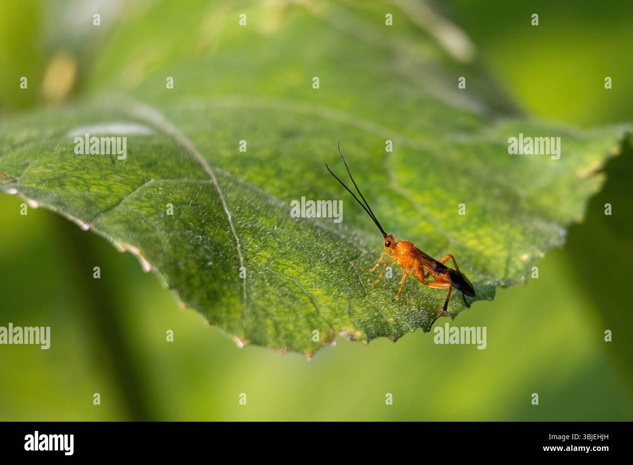 Mummy Insect Insect ecology hi-res stock photography and images - Alamy
