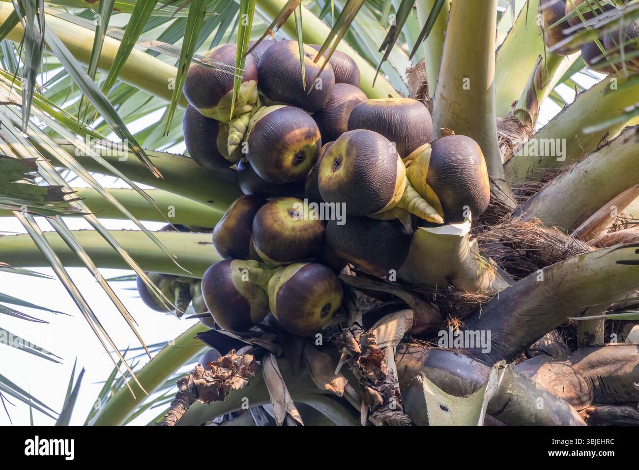 Asian palmyra palm tree ripe hi-res stock photography and images - Alamy