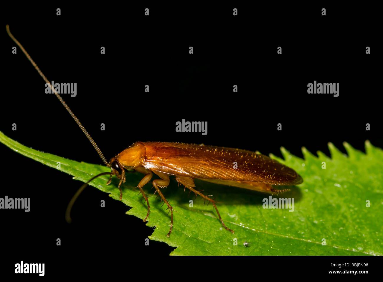 Virginia Wood Cockroach - Parcoblatta virginica Stock Photo - Alamy