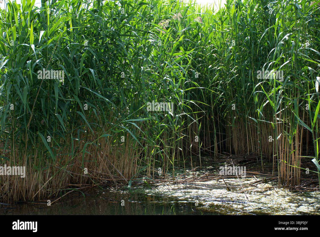 Tall Rushes Lush wetland in lake Tisza, Hungary. Dense vegetation, tall grass, and ...