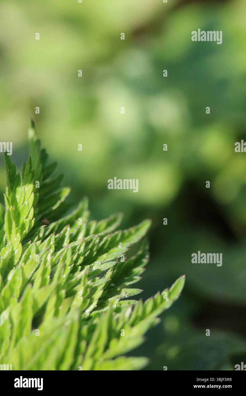 Textured Green Foliage in Soft Sunlight, Abstract Greenery with Bokeh Background, Delicate Green Leaves, Close-up Stock Photo