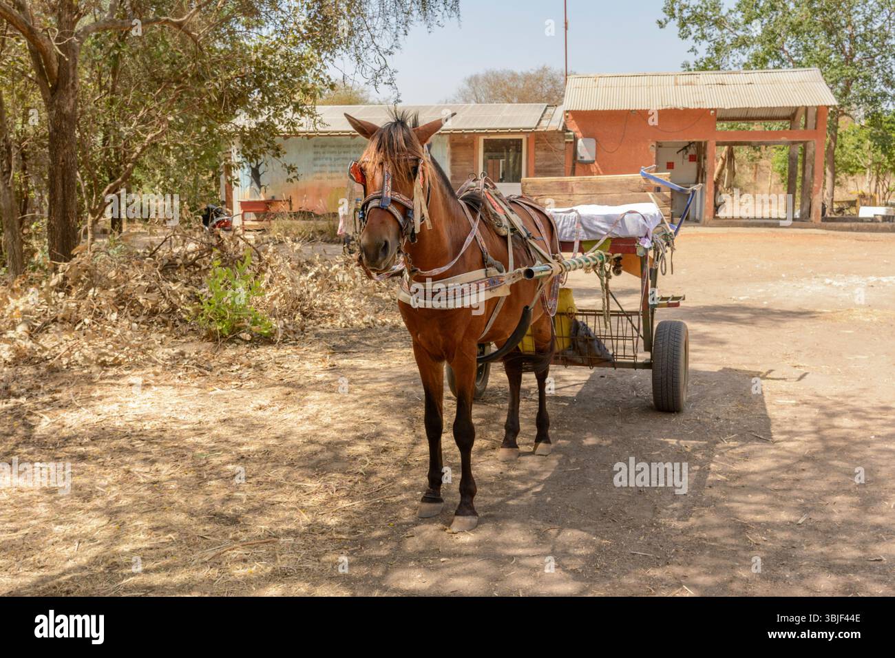 Horse Carts Are Used For Transport At The Beersheba Project An horse-carts-are-used-for-transport-at-the-beersheba-project-an