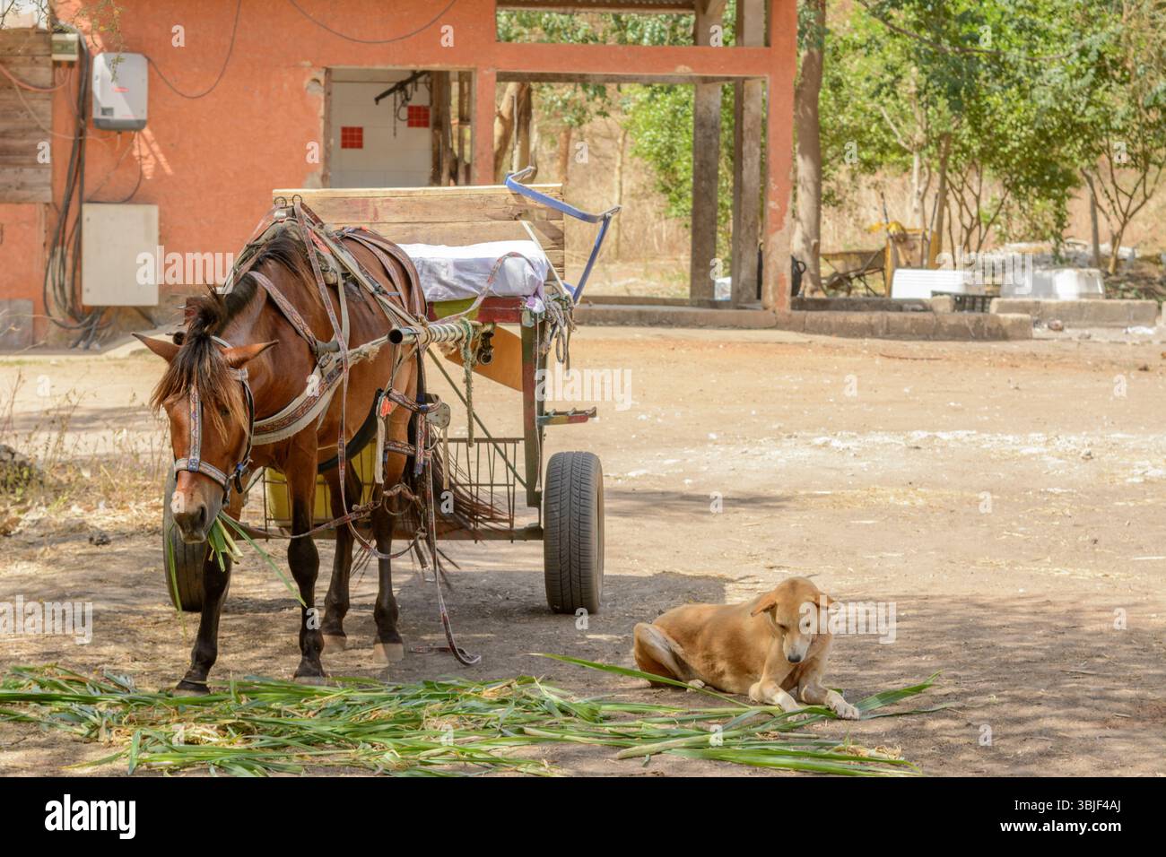 Horse Carts Are Used For Transport At The Beersheba Project An horse-carts-are-used-for-transport-at-the-beersheba-project-an
