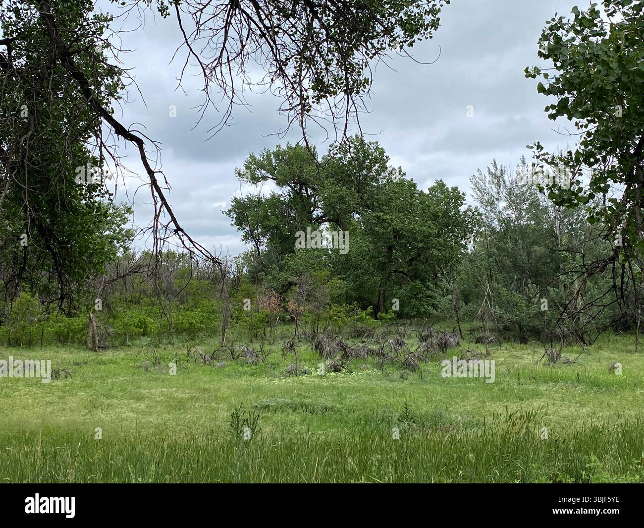 A grassland prairie, lined by trees, in Rocky Mountain Arsenal National Wildlife Refuge, in the spring, in Commercie City, Colorado, USA - Smartphone Captured Stock Image