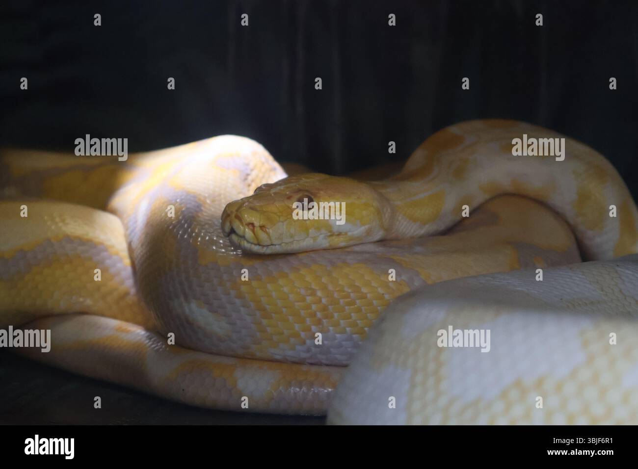 Albino Burmese Python in enclosure Stock Photo