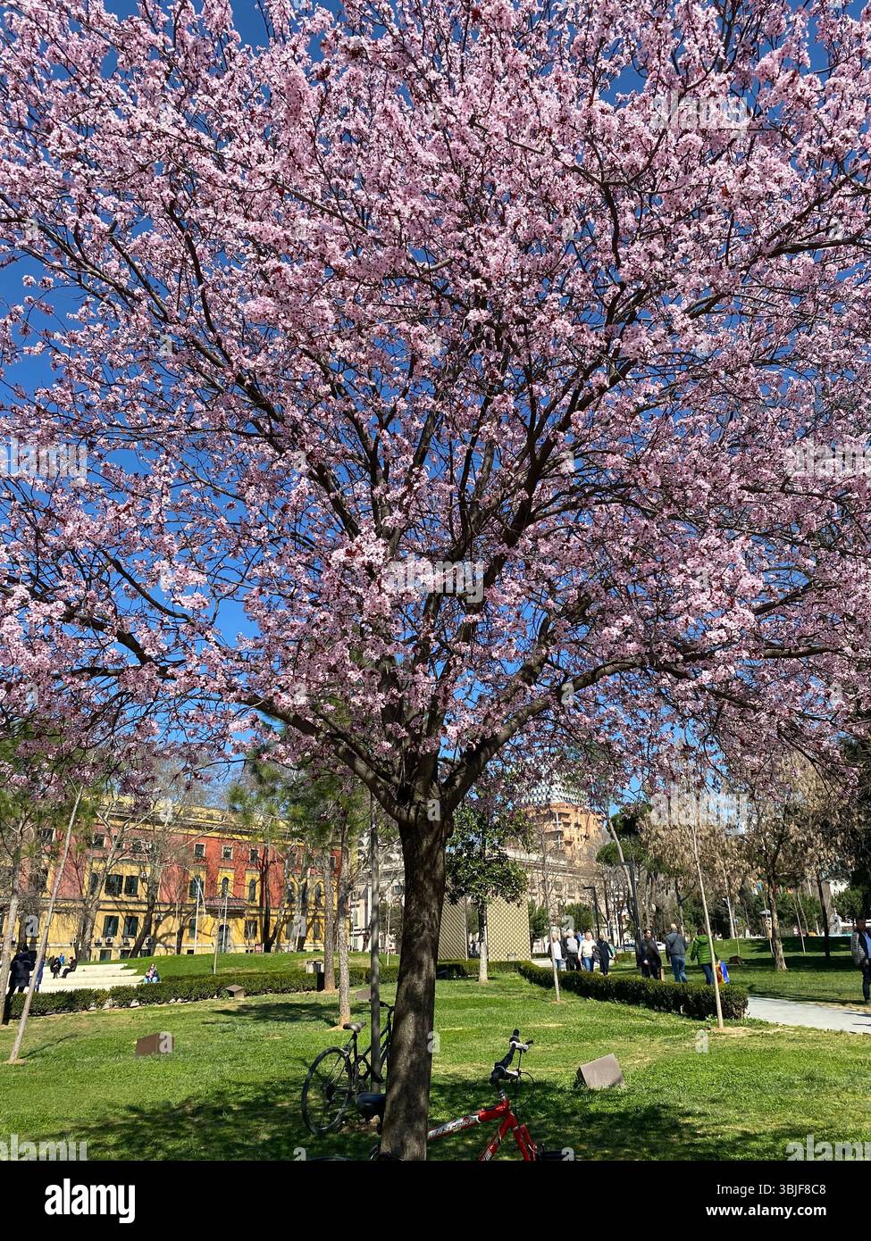 Outdoor shot, taken on a sunny day in spring. The central feature is a large tree in full bloom, covered in a dense canopy of pink, delicate flowers. - Smartphone Captured Stock Image