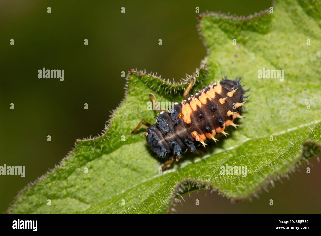 Close up of a Harlequin Larvae Ladybird ladybug insect on fauna Stock Photo