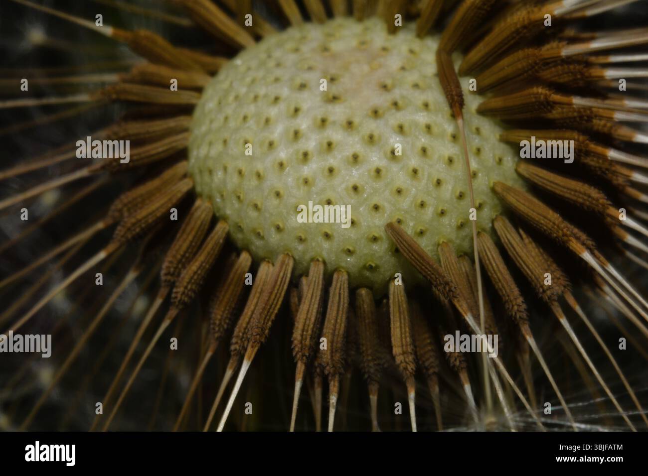 Individual flower anatomy hi-res stock photography and images - Alamy