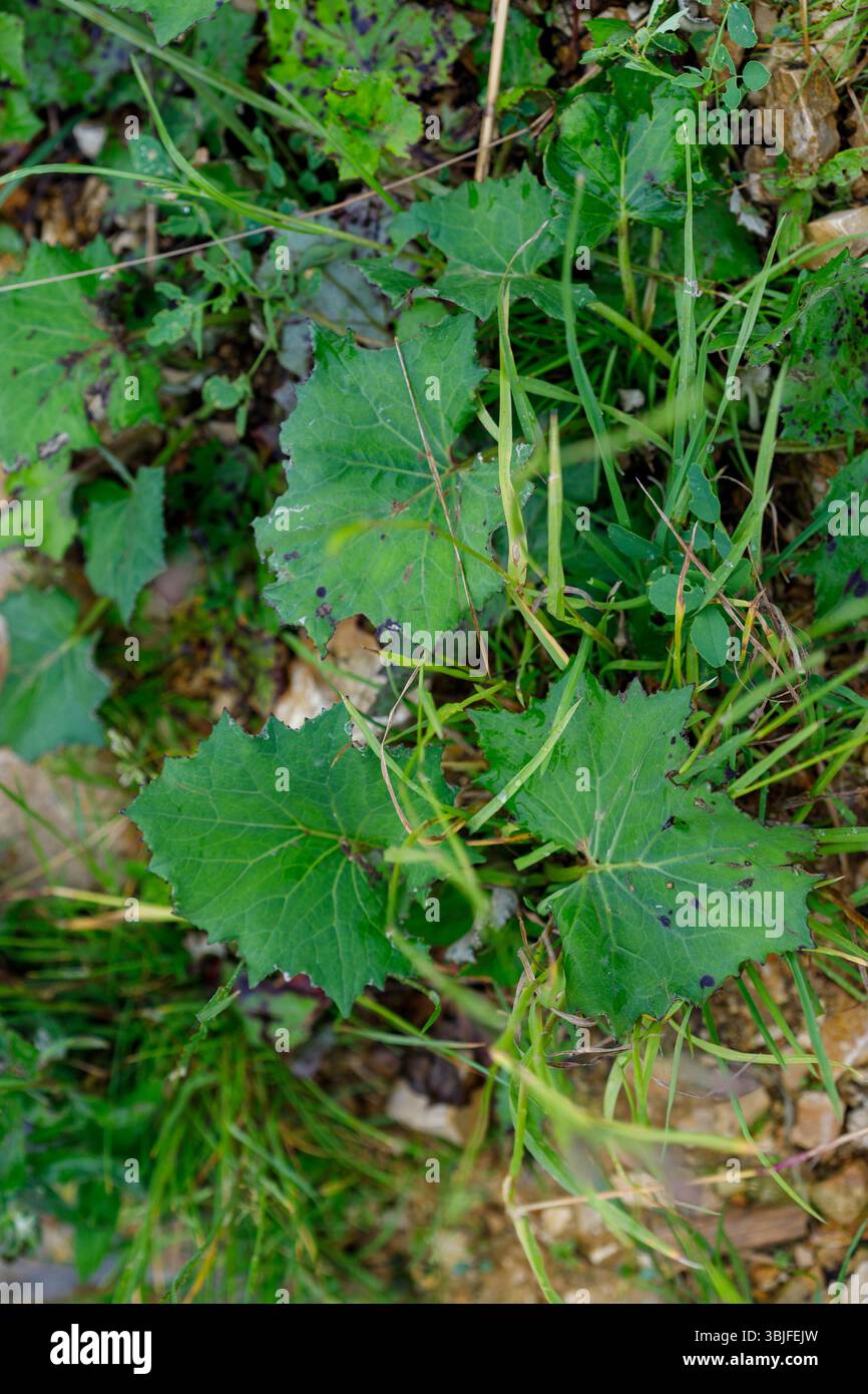 Broad leaf weeds hi-res stock photography and images - Alamy