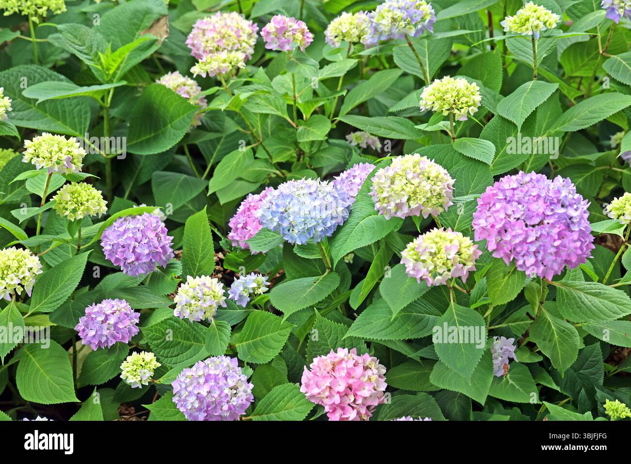 Hortensie Mit Groen Bluten