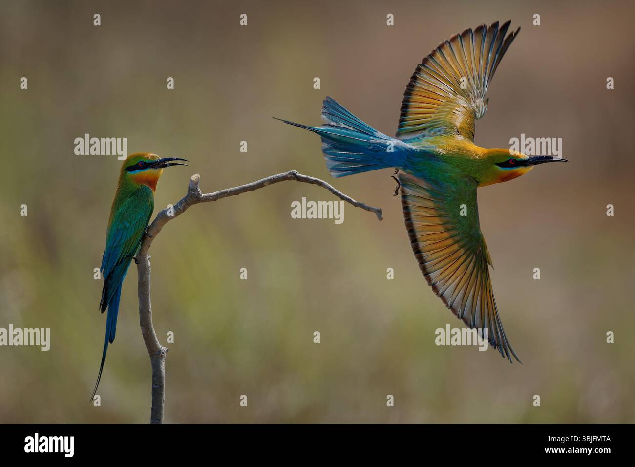 Blue-tailed bee-eater Merops philippinus near passerine bird in ...