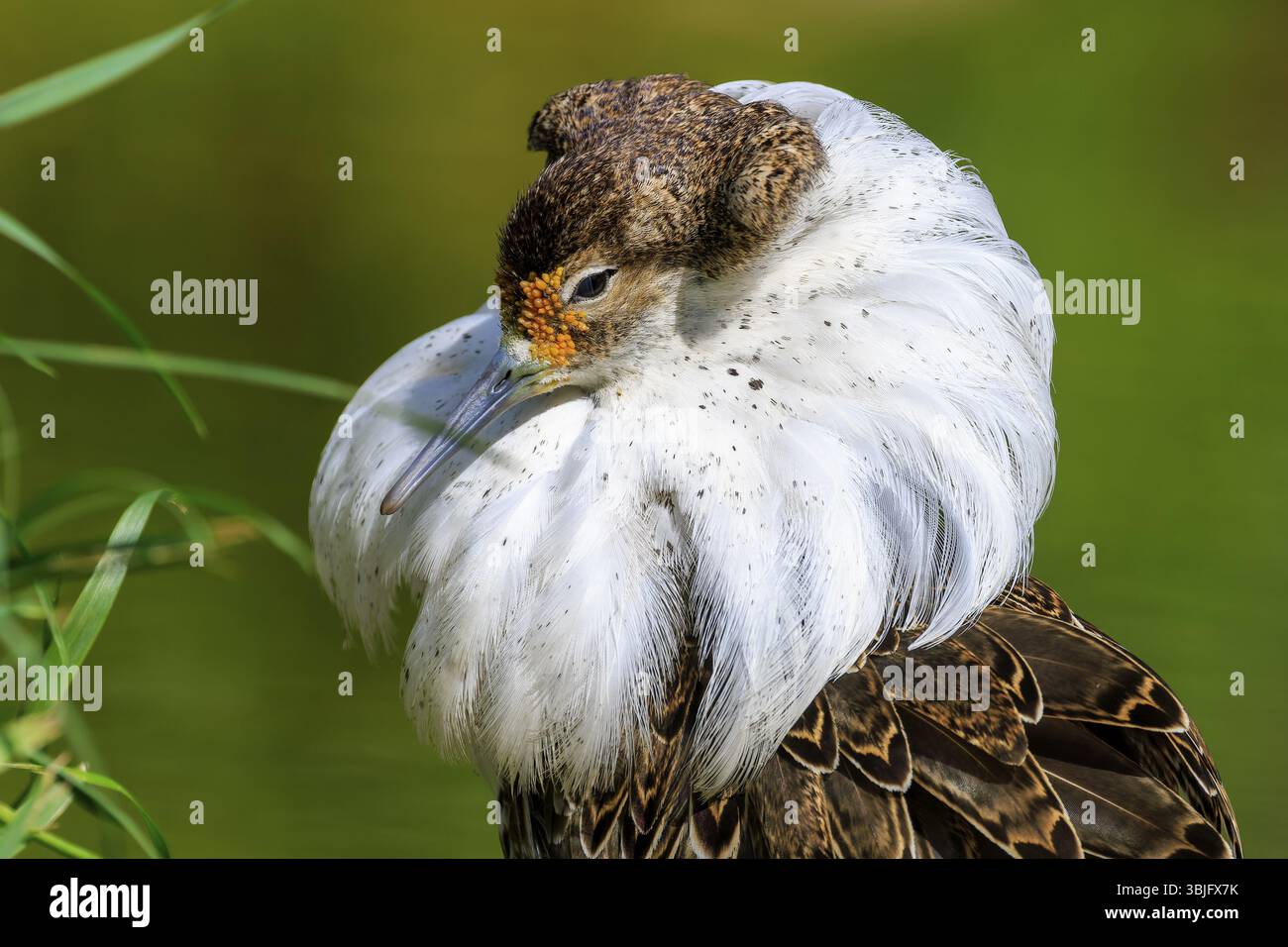 Philomachus pugnax neck hi-res stock photography and images - Alamy
