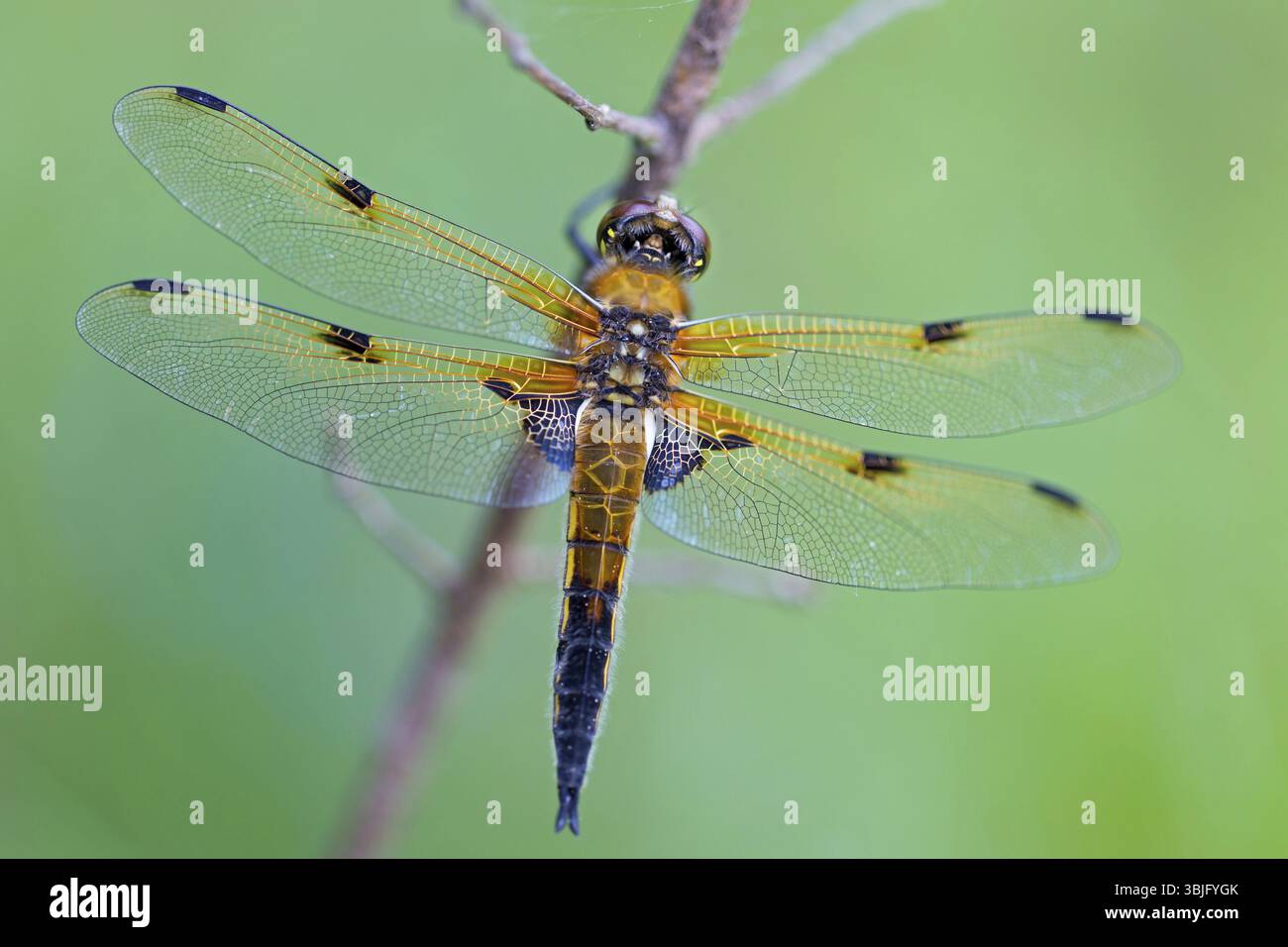 il segno della libellula - dragonfly