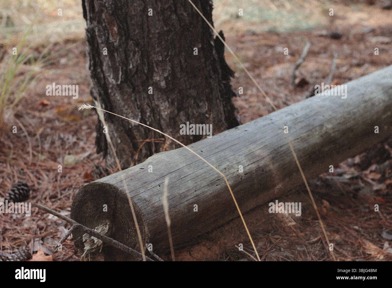 Smooth Log In Forest Stock Photo