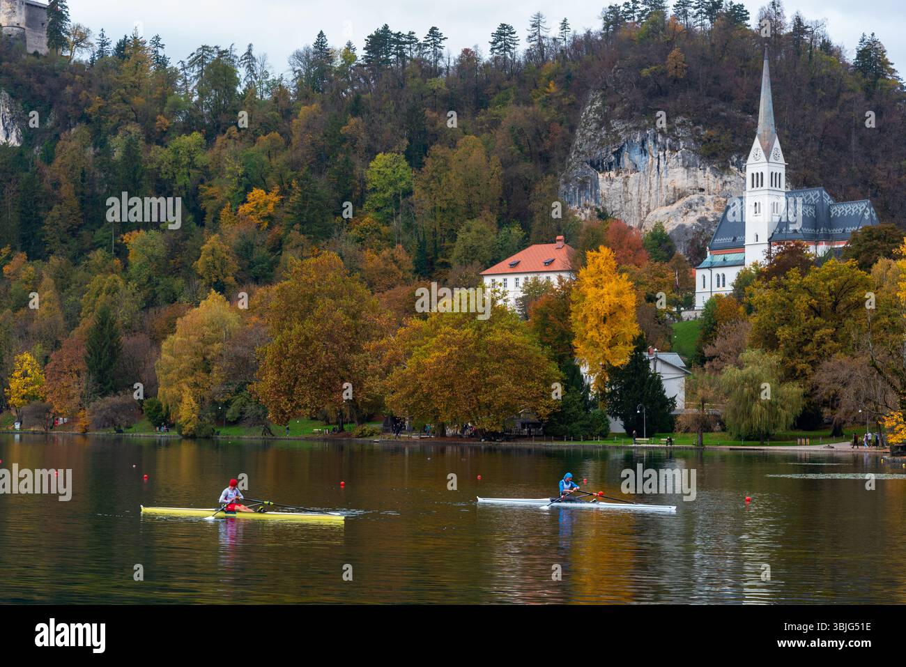 Two rowers training on lake bled in autumn with colorful foliage, bled ...