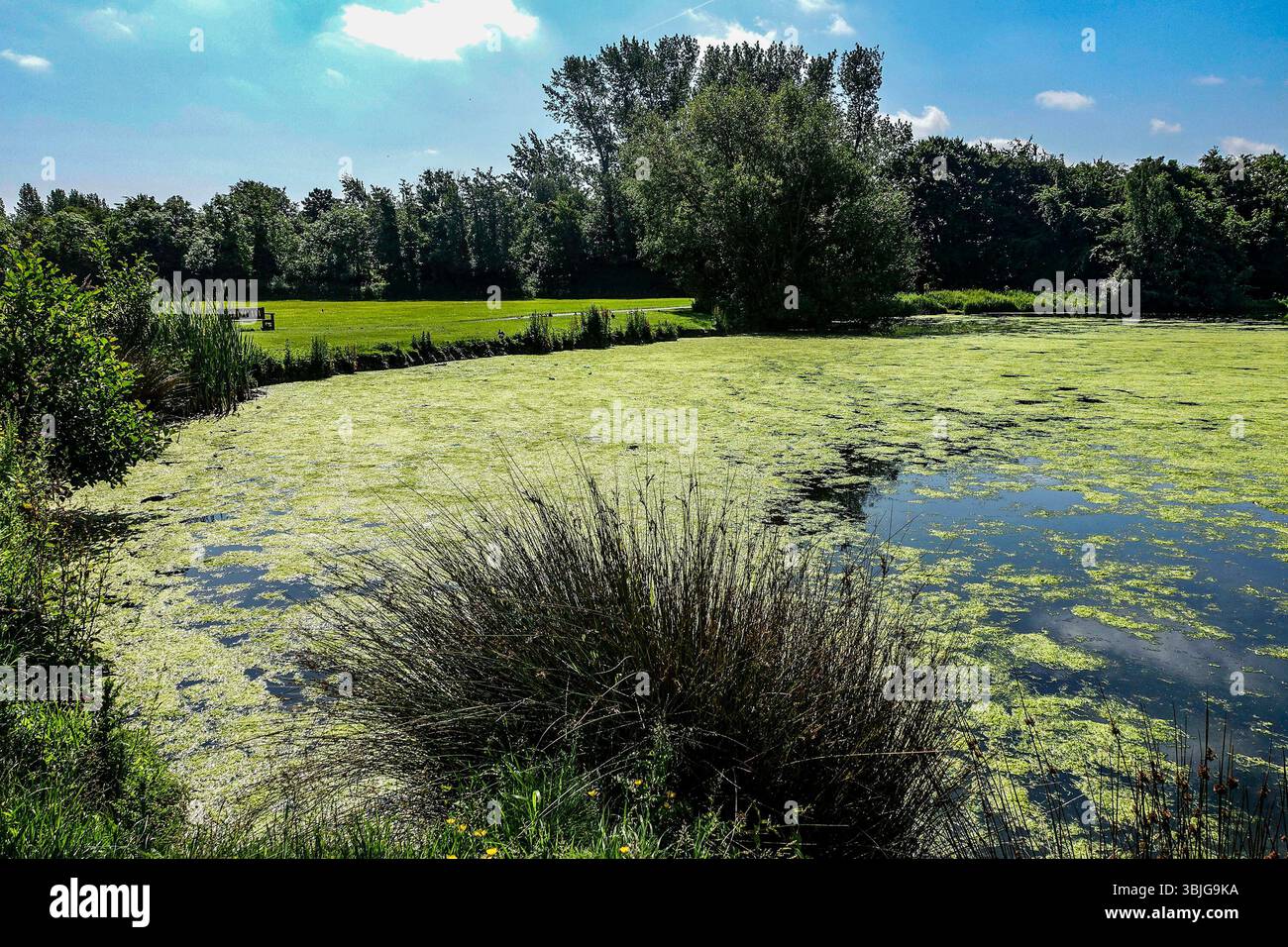 Scenic view of the algae-covered pond and grassy area in Corkagh Park, Clondalkin, Dublin, Ireland, with trees and a wooden bench in the background. Stock Photo