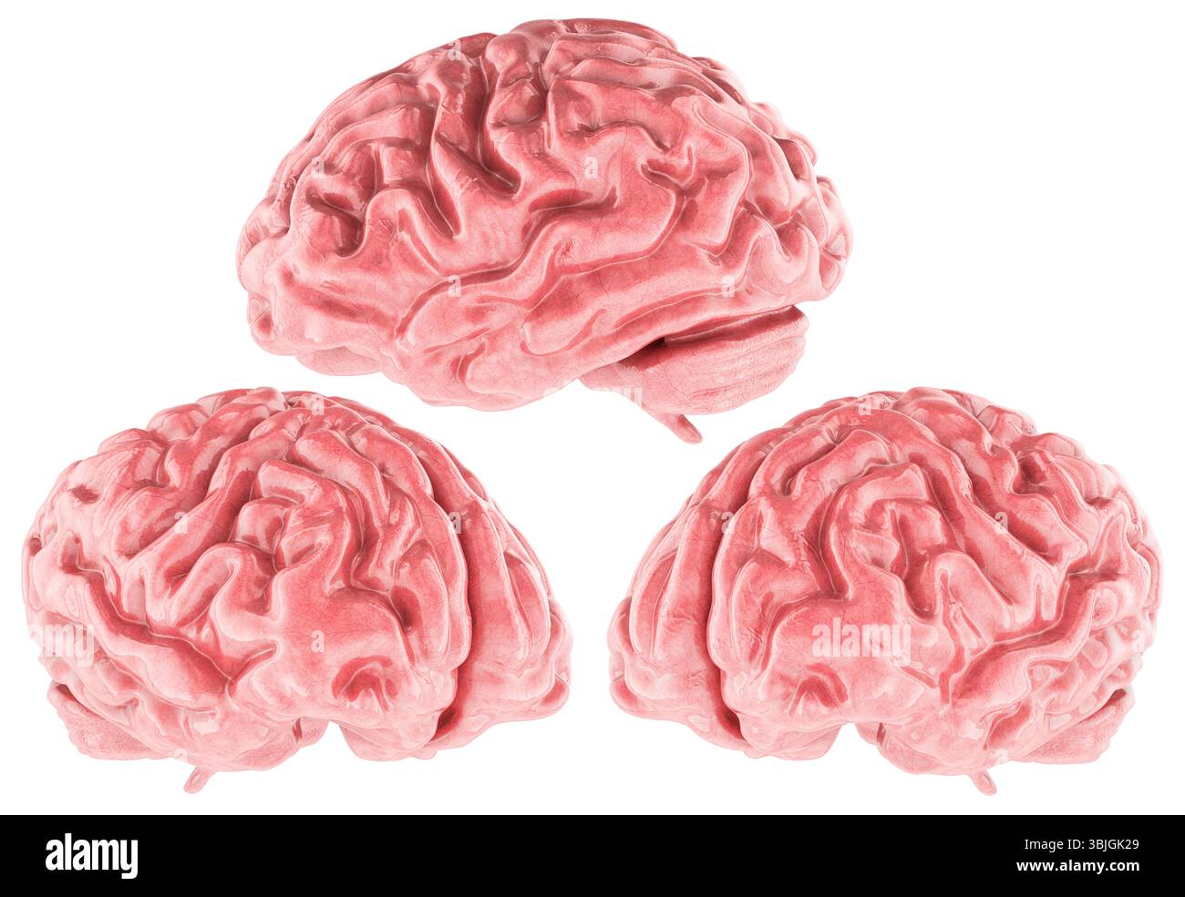 Human brain 3d model realistic render, three angles. 3D rendering ...