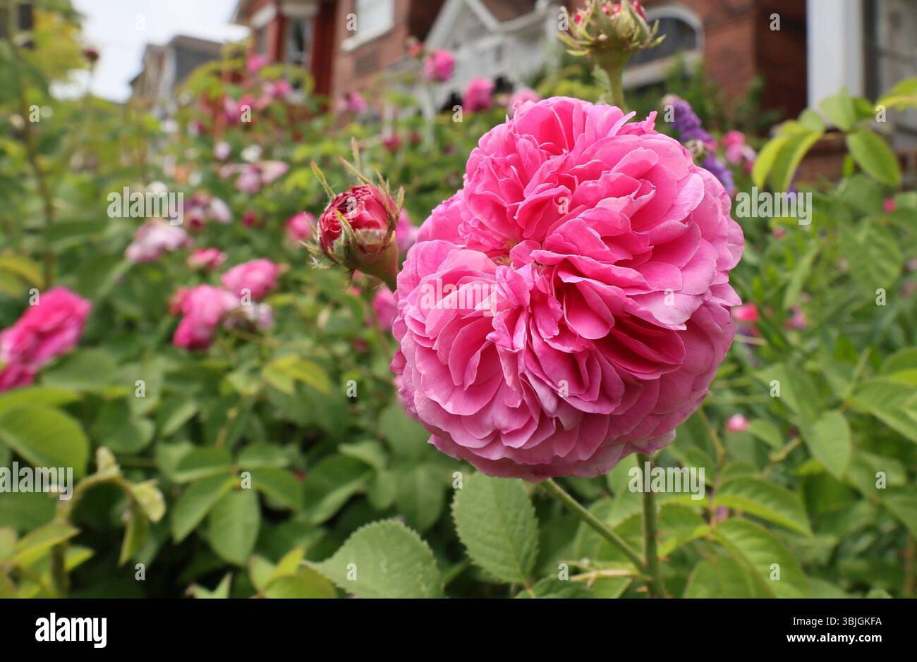 old fashioned heirloom rose, with large number of intertwined petals Stock Photo