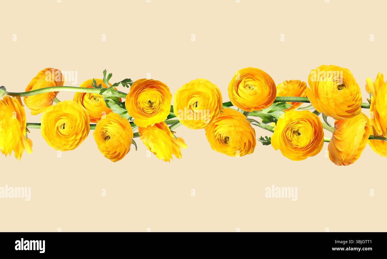 Bright ranunculus flowers on beige background. Composition, banner ...