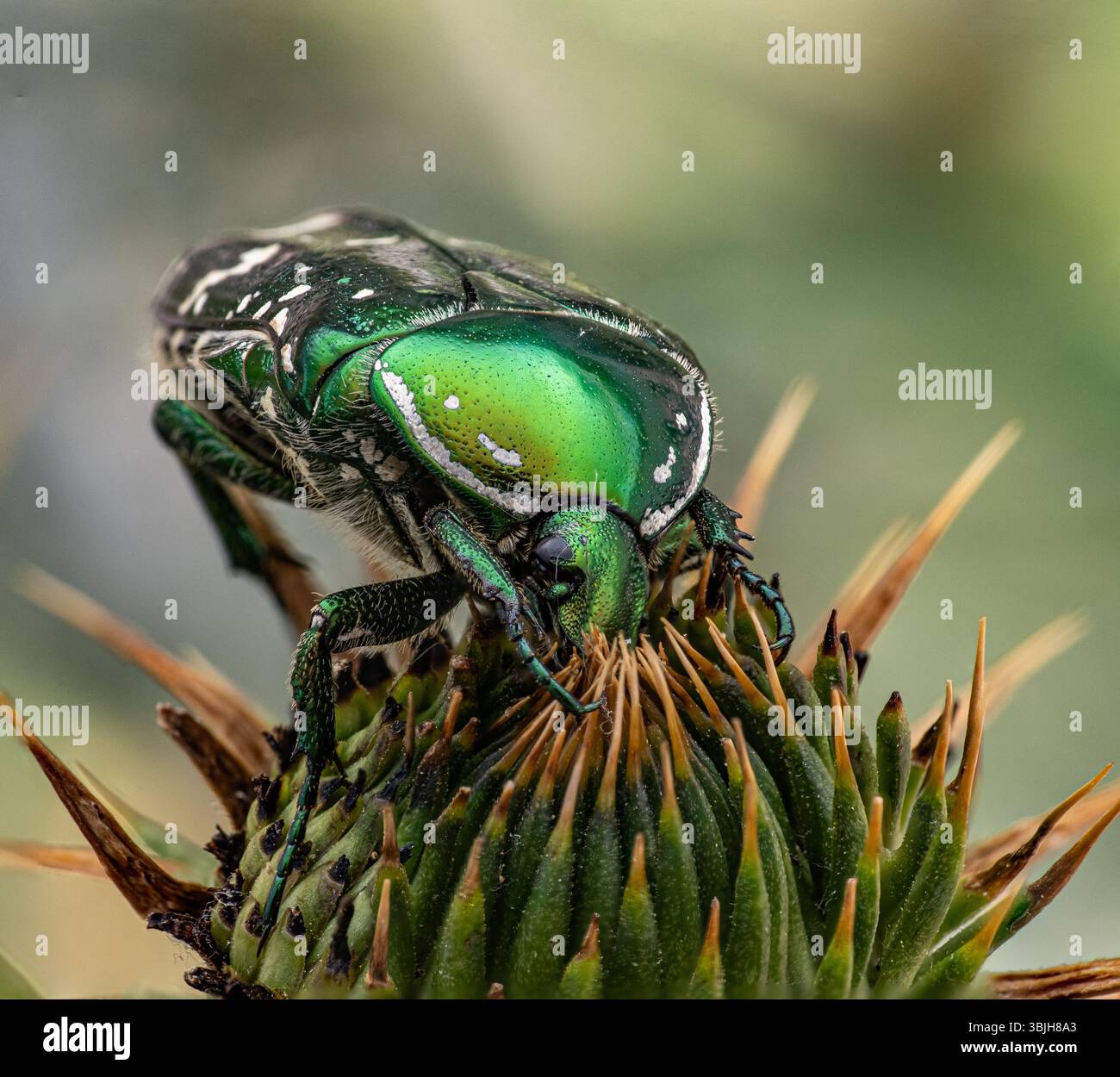 A macro shot of a green rose chafer with metallic sheen sitting on a ...