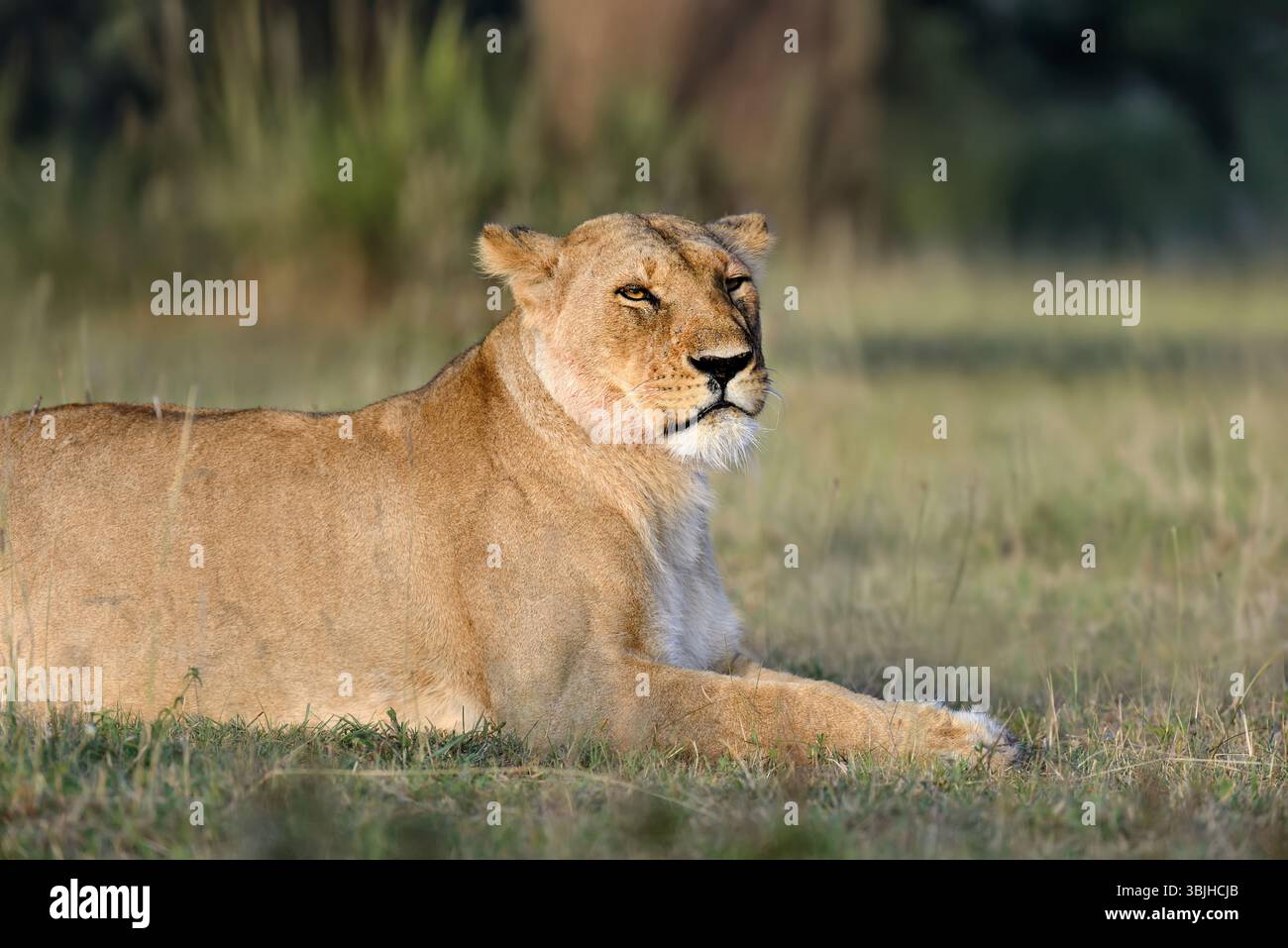 Lion lies in the grass in National park of Kenya, Africa Stock Photo ...