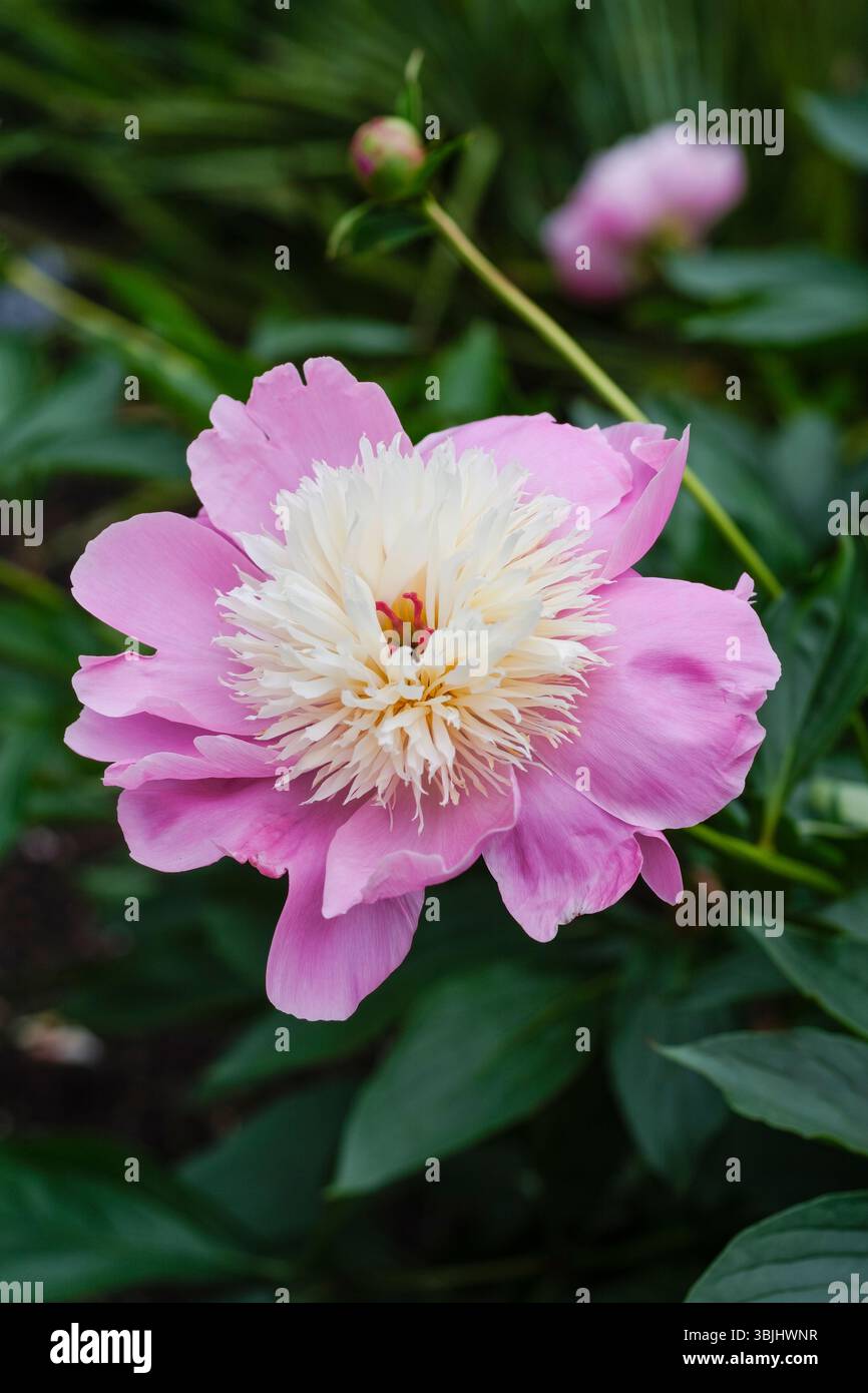 Paeonia lactiflora Bowl of Beauty, peony Bowl of Beauty, cupped cerise-pink flowers,  centre of creamy-white petaloids Stock Photo