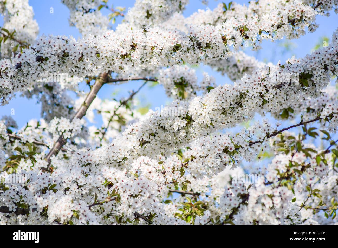Tree branch with white blossoming flowers in spring Stock Photo - Alamy