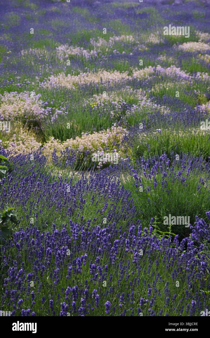 Lavender bed Stock Photo